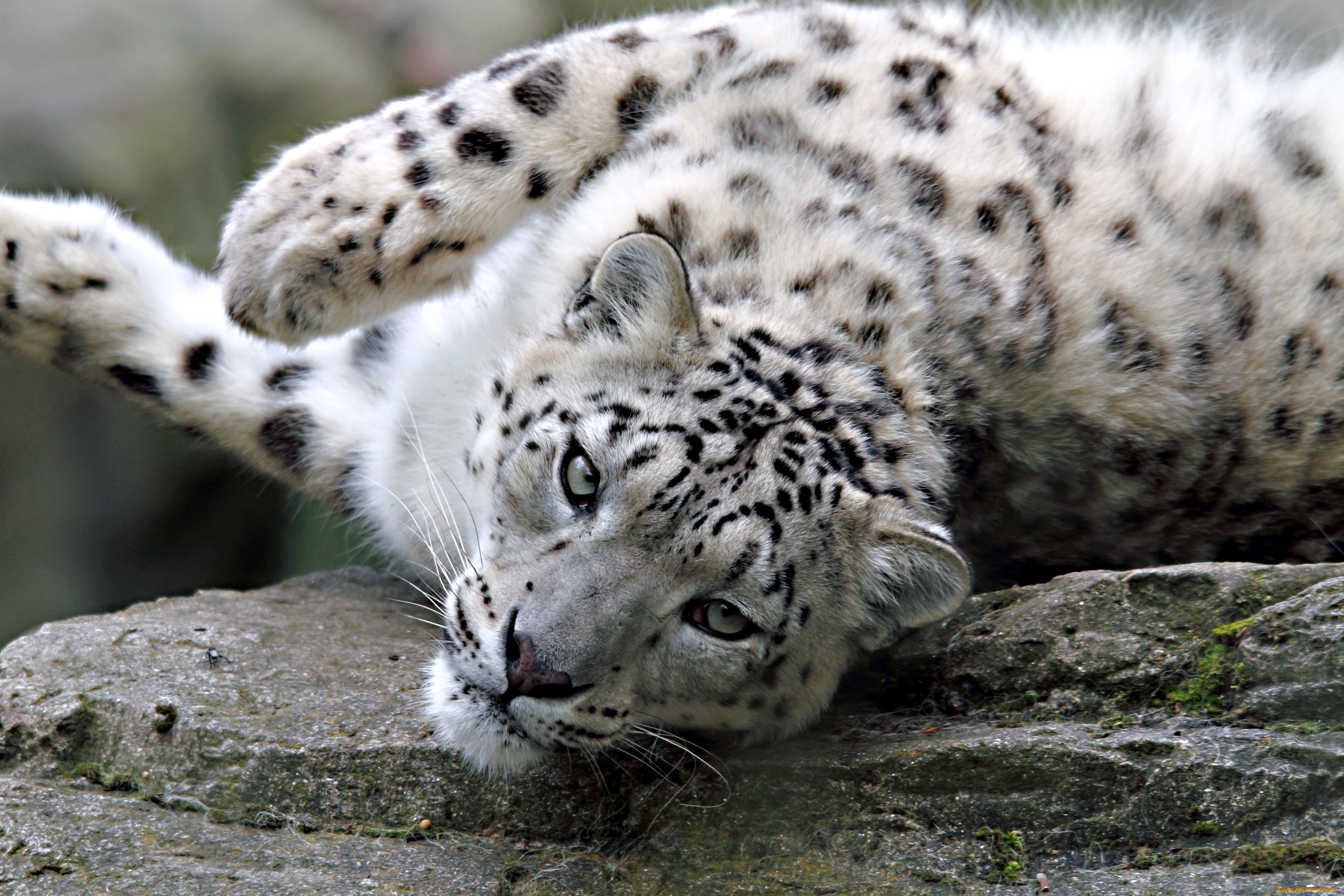 Сколько живут снежные барсы. Снежный Барс и леопард. Белый Барс Ирбис. Пятнистый Барс. Снежный Барс леопард Snow Leopard Ирбис.